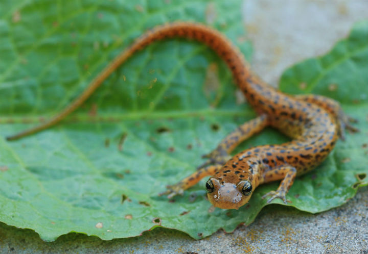 Longtail Salamander